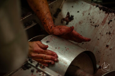 Photographe viticole / Photographe vin pour le domaine lefort à Rully / Bourgogne