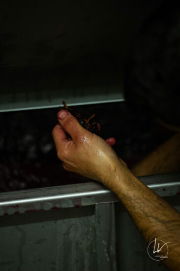 Photographe viticole / Photographe vin pour le domaine lefort à Rully / Bourgogne