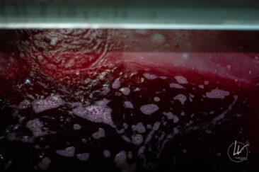 Photographe viticole / Photographe vin pour le domaine lefort à Rully / Bourgogne