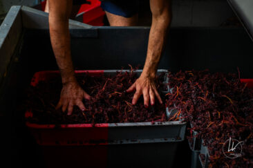 Photographe viticole / Photographe vin pour le domaine lefort à Rully / Bourgogne