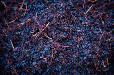 Photographe viticole / Photographe vin pour le domaine lefort à Rully / Bourgogne