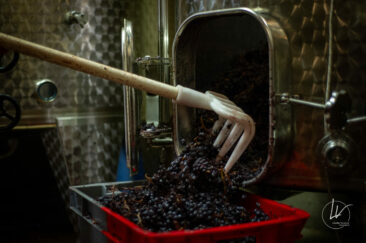 Photographe viticole / Photographe vin pour le domaine lefort à Rully / Bourgogne