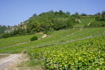 Shooting photo Domaine Barolet Pernot - photographe vin Bourgogne - Dans les vignes en été