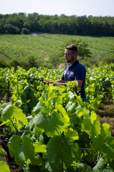 Shooting photo Domaine Barolet Pernot - photographe vin Bourgogne - Dans les vignes en été
