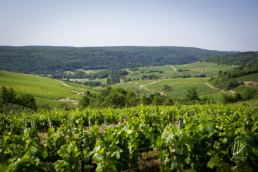 Shooting photo Domaine Barolet Pernot - photographe vin Bourgogne - Dans les vignes en été