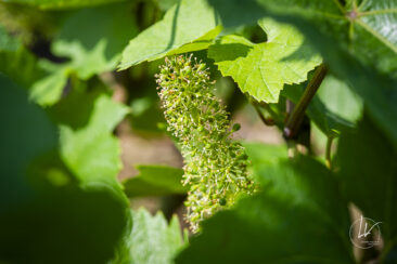 Shooting photo Domaine Barolet Pernot - photographe vin Bourgogne - Dans les vignes en été