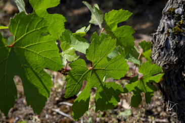 Shooting photo Domaine Barolet Pernot - photographe vin Bourgogne - Dans les vignes en été