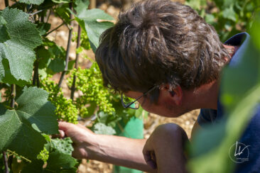 Shooting photo Domaine Barolet Pernot - photographe vin Bourgogne - Dans les vignes en été