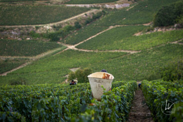Shooting photo Domaine Barolet Pernot - photographe vin Bourgogne - Dans les vignes pendant les vendanges