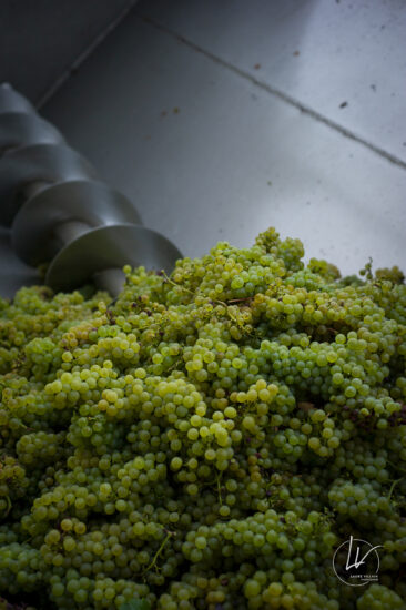 Shooting photo Domaine Barolet Pernot - photographe vin Bourgogne - Dans les vignes pendant les vendanges