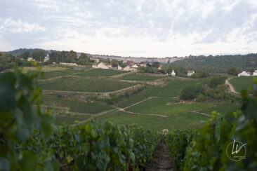 Shooting photo Domaine Barolet Pernot - photographe vin Bourgogne - Dans les vignes pendant les vendanges
