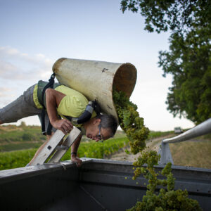 Shooting photo Domaine Barolet Pernot - photographe vin Bourgogne - Dans les vignes pendant les vendanges