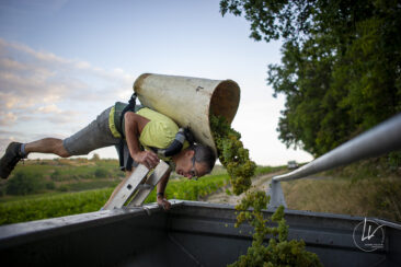 Shooting photo Domaine Barolet Pernot - photographe vin Bourgogne - Dans les vignes pendant les vendanges
