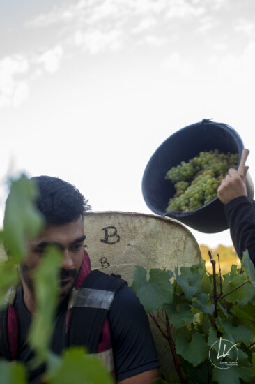 Shooting photo Domaine Barolet Pernot - photographe vin Bourgogne - Dans les vignes pendant les vendanges