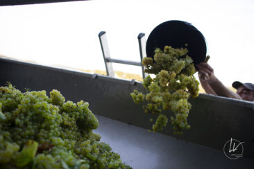 Shooting photo Domaine Barolet Pernot - photographe vin Bourgogne - Dans les vignes pendant les vendanges