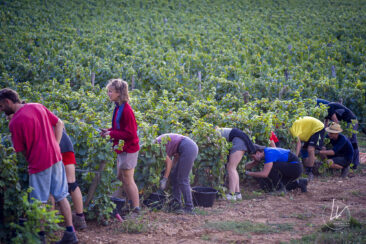 Shooting photo Domaine Barolet Pernot - photographe vin Bourgogne - Dans les vignes pendant les vendanges