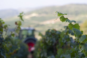 Shooting photo Domaine Barolet Pernot - photographe vin Bourgogne - Dans les vignes pendant les vendanges