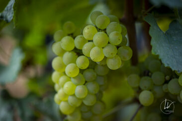 Shooting photo Domaine Barolet Pernot - photographe vin Bourgogne - Dans les vignes pendant les vendanges