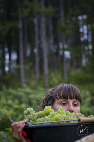 Shooting photo Domaine Barolet Pernot - photographe vin Bourgogne - Dans les vignes pendant les vendanges