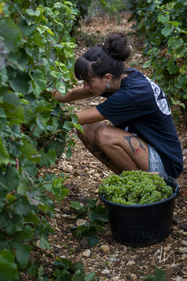 Shooting photo Domaine Barolet Pernot - photographe vin Bourgogne - Dans les vignes pendant les vendanges