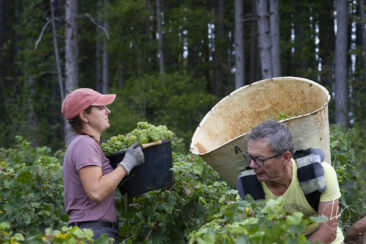 Shooting photo Domaine Barolet Pernot - photographe vin Bourgogne - Dans les vignes pendant les vendanges