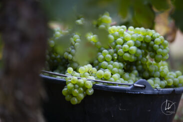 Shooting photo Domaine Barolet Pernot - photographe vin Bourgogne - Dans les vignes pendant les vendanges