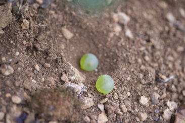 Shooting photo Domaine Barolet Pernot - photographe vin Bourgogne - Dans les vignes pendant les vendanges