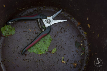 Shooting photo Domaine Barolet Pernot - photographe vin Bourgogne - Dans les vignes pendant les vendanges