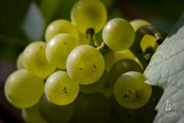Shooting photo Domaine Barolet Pernot - photographe vin Bourgogne - Dans les vignes pendant les vendanges