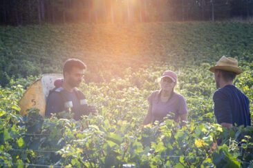 Shooting photo Domaine Barolet Pernot - photographe vin Bourgogne - Dans les vignes pendant les vendanges