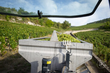 Shooting photo Domaine Barolet Pernot - photographe vin Bourgogne - Dans les vignes pendant les vendanges