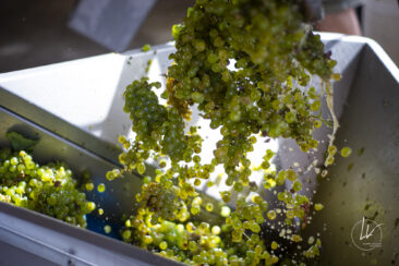 Shooting photo Domaine Barolet Pernot - photographe vin Bourgogne - Dans la cuverie pendant les vendanges