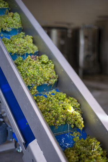 Shooting photo Domaine Barolet Pernot - photographe vin Bourgogne - Dans les vignes pendant les vendanges