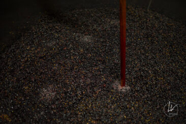 Shooting photo Domaine Barolet Pernot - photographe vin Bourgogne - Dans la cuverie pendant les vendanges