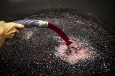 Shooting photo Domaine Barolet Pernot - photographe vin Bourgogne - Dans la cuverie pendant les vendanges