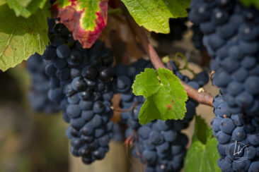 Shooting photo Domaine Barolet Pernot - photographe vin Bourgogne - Dans les vignes pendant les vendanges - Pinot noir