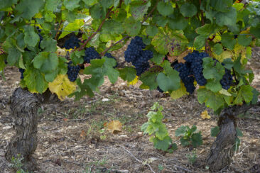 Shooting photo Domaine Barolet Pernot - photographe vin Bourgogne - Dans les vignes pendant les vendanges - Pinot noir