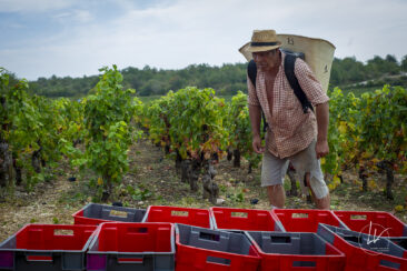 Shooting photo Domaine Barolet Pernot - photographe vin Bourgogne - Dans les vignes pendant les vendanges - Pinot noir