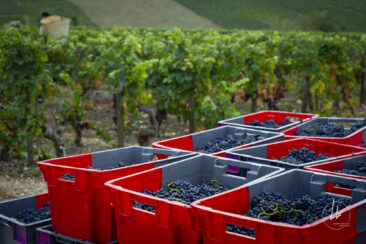 Shooting photo Domaine Barolet Pernot - photographe vin Bourgogne - Dans les vignes pendant les vendanges - Pinot noir