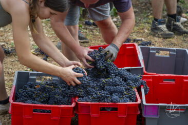Shooting photo Domaine Barolet Pernot - photographe vin Bourgogne - Dans les vignes pendant les vendanges - Pinot noir