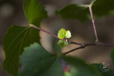 Shooting photo Domaine Barolet Pernot - photographe vin Bourgogne - Dans les vignes pendant les vendanges - Pinot noir