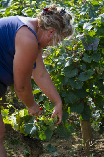 Shooting photo Domaine Barolet Pernot - photographe vin Bourgogne - Dans les vignes pendant les vendanges - Pinot noir