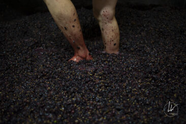 Shooting photo Domaine Barolet Pernot - photographe vin Bourgogne - Dans cuverie pendant les vendanges - Pinot noir