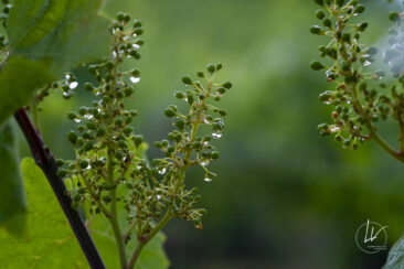 Reportage photo viticole avbb beaujolais biodiversité des vignes