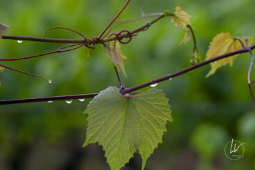 Reportage photo viticole avbb beaujolais biodiversité des vignes