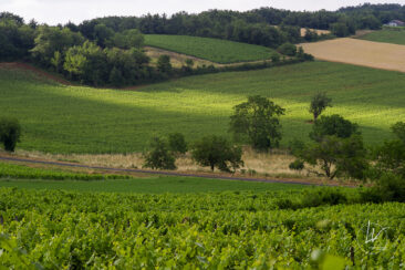 Reportage photo viticole avbb beaujolais biodiversité des vignes