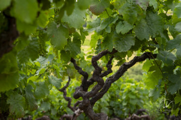 Reportage photo viticole avbb beaujolais biodiversité des vignes