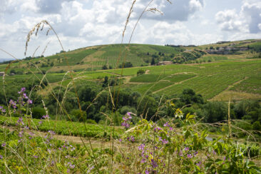 Reportage photo viticole avbb beaujolais biodiversité des vignes