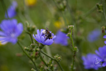 Reportage photo viticole avbb beaujolais biodiversité des vignes