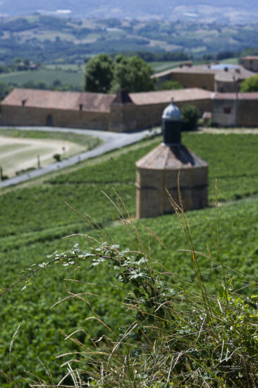 Reportage photo viticole avbb beaujolais biodiversité des vignes